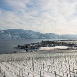 Snow-covered vineyard slopes down toward a lake, with a small community near the shore and mountains in the background under a mostly cloudy sky—an inviting scene near some of the best wineries to visit in West Kelowna.